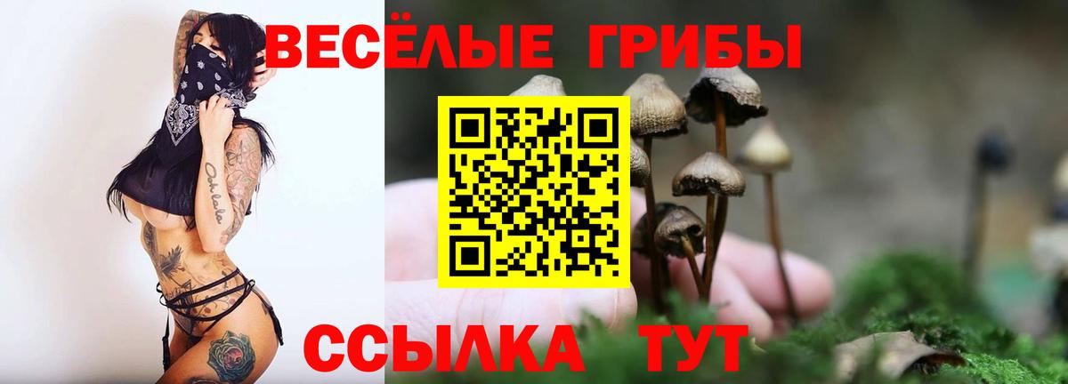 Галлюциногенные грибы Psilocybe Рубцовск